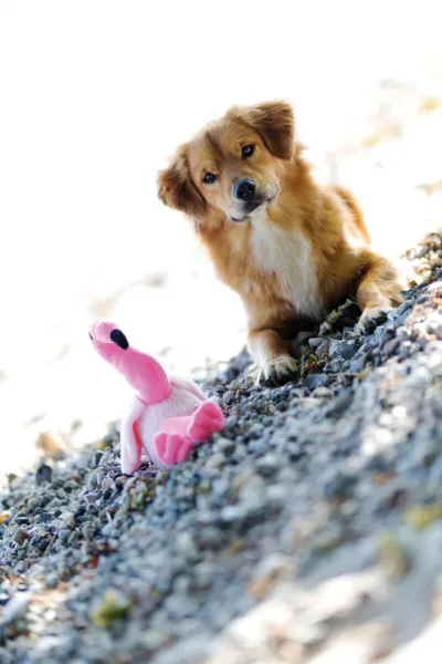 Preview: Flamingo Hundespielzeug